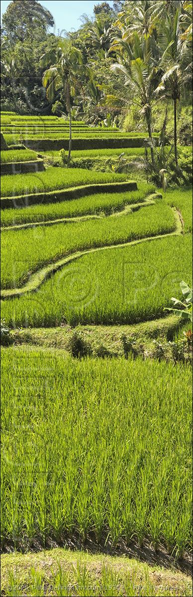 Peter Bellingham Photography Rice Terraces - Bali V (PBH4 00 16694)